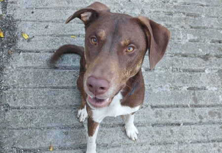 Ares Perro Mestizo Identificar
