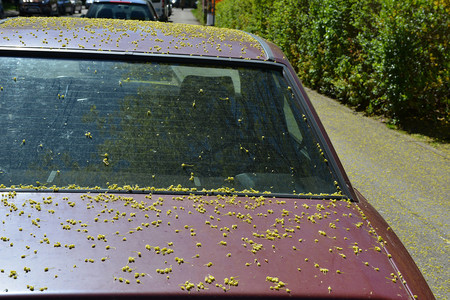 Cómo lograr que las alergias primaverales no vivan en tu coche torturándote