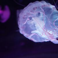 Devolver la visión es uno de los grandes retos de la tecnología contemporánea. Estos españoles han tenido una idea y parece que funciona 