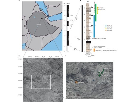 Australopithecus Deyiremeda 3