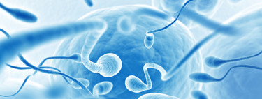 Los espermatozoides de la primera fase del eyaculado son más eficaces para concebir 