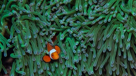 No hay salvación para el protagonista de 'Buscando a Nemo'