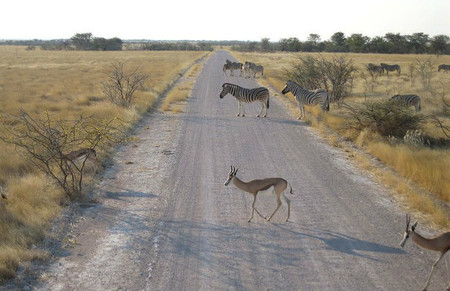 pistas-tierra-etosha