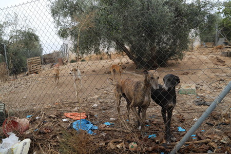 Fuente: Galgos del Sur
