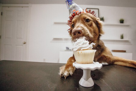 Alimentacion Perros