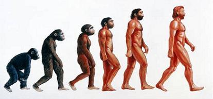 ¿Del Homo Habilis al Homo Erectus? Parece que no