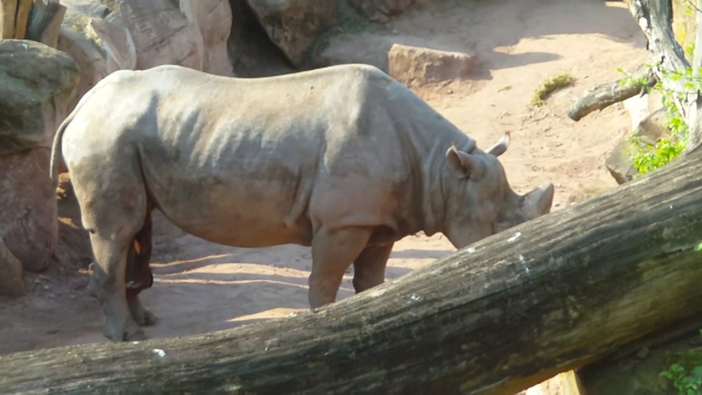 ¿Cuál es el animal con el