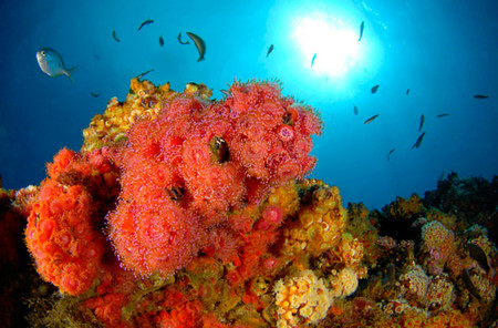 Arrecife Juan Fernandez