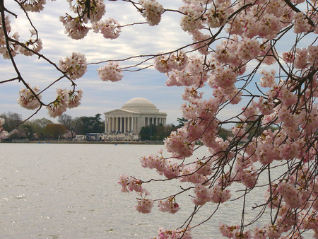 Cerezos Washington