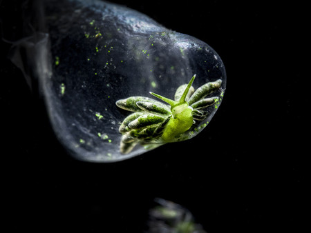 Mirrorless Macro Owen Yen Bubble