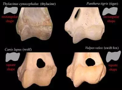 Thylacinus cynocephalus