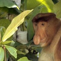 Borneo, vídeos inspiradores