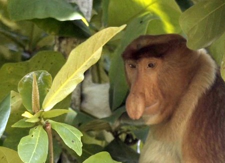 Borneo, vídeos inspiradores