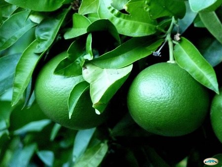 Las naranjas son de color naranja porque se tiñen sintéticamente para que parezcan naranjas