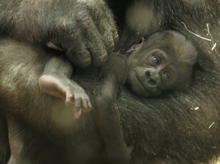 El Zoo Aquarium de Madrid pide ayuda para elegir el nombre del pequeño gorila
