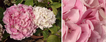 Oppof1plus Camara 01