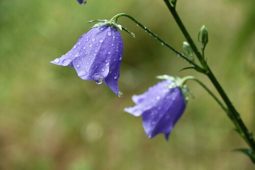 Campanula