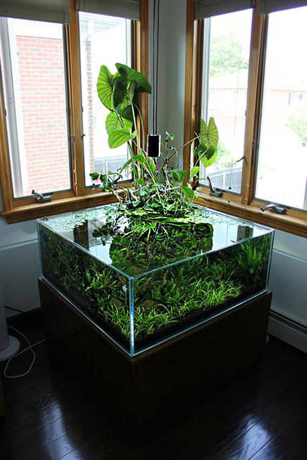 Los 17 acuarios más sorprendentes para instalar en casa