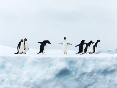 31 distribuciones Linux para elegir bien la que más necesitas