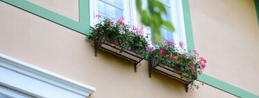 Ha llegado a Lidl la planta exótica ideal para llenar de color tu balcón o terraza por menos de 4 euros 