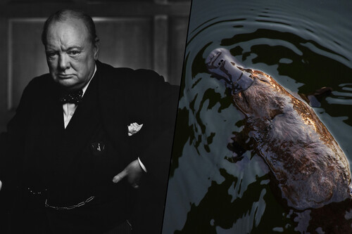 Winston Churchill iria ganhar um ornitorrinco / Imagem: Yousuf Karsh e Michael Jerrard