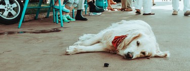 Los perros necesitan ir al parque, no al centro comercial 