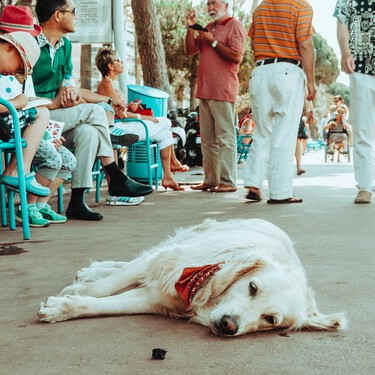 Los perros necesitan ir al parque, no al centro comercial 
