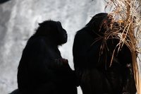 Hasta los chimpancés resuelven los conflictos sin violencia