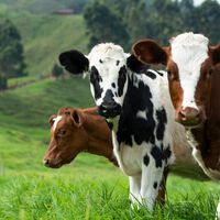 La estafa de las vacas virtuales: así cayeron miles de inversores en un timo millonario que parecía demasiado bueno para ser real"