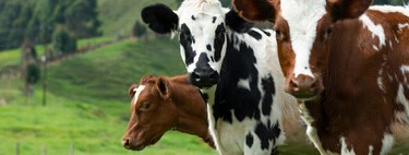 La estafa de las vacas virtuales: así cayeron miles de inversores en un timo millonario que parecía demasiado bueno para ser real"