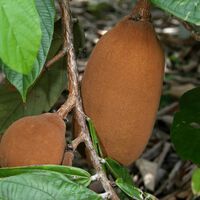 Você conhece o cupulate? Parente do chocolate criado na Amazônia ainda é desconhecido pelo grande público, mas produtores querem mudar isso 