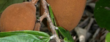 Você conhece o cupulate? Parente do chocolate criado na Amazônia ainda é desconhecido pelo grande público, mas produtores querem mudar isso 