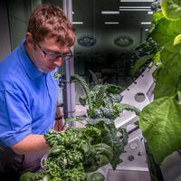Má notícia para os astronautas: alface cultivado no espaço é mais propenso a causar doenças 