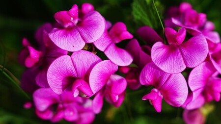 Geranios Fucsias