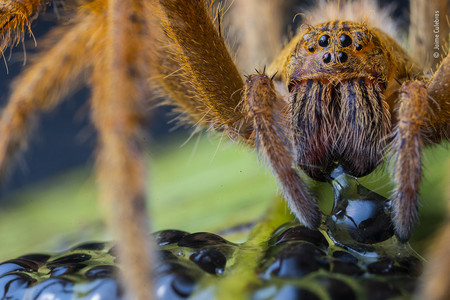 Estos son algunos de los aspirantes a mejor fotógrafo de vida salvaje de 2020 según el concurso Wildlife Photographer of the Year