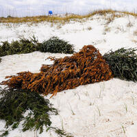 Los geólogos no lo entendían: Los árboles de Navidad no terminan en la basura en Alabama, llevan décadas salvando sus playas 