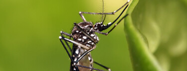 Google ha pedido permiso para soltar 32 millones de mosquitos infectados. Lleva años haciéndolo aunque tú no te hayas enterado 