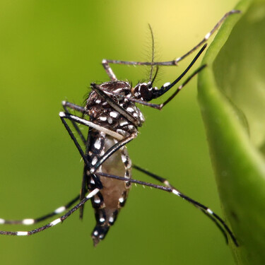 Google ha pedido permiso para soltar 32 millones de mosquitos infectados. Lleva años haciéndolo aunque tú no te hayas enterado 