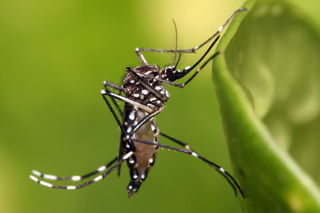 Google Ha Pedido Permiso Para Soltar 32 Millones De Mosquitos Infectados Lleva Anos Haciendolo Aunque Tu No Te Hayas Enterado