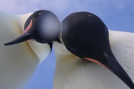 Contempla en este vídeo un pingüino Emperador desde muy cerca