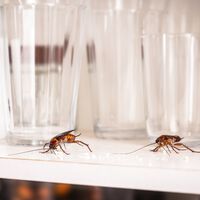 Você pode estar atraindo baratas sem perceber: especialistas explicam o que fazer para blindar a sua casa 