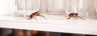 Você pode estar atraindo baratas sem perceber: especialistas explicam o que fazer para blindar a sua casa 
