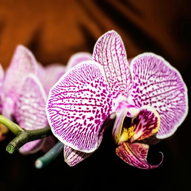 Cómo revivir tu orquídea y conseguir que vuelva a florecer, paso a paso