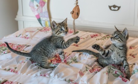 Gatos jugando