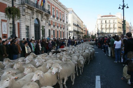 Fiesta De La Trashumancia 3