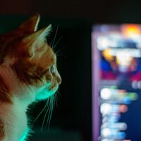 Los humanos no somos los únicos obsesionados con las pantallas. Los gatos también las disfrutan y hasta tienen su propio 'Catflix'