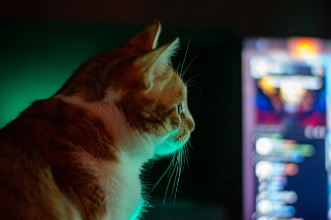 Gato mirando pantalla