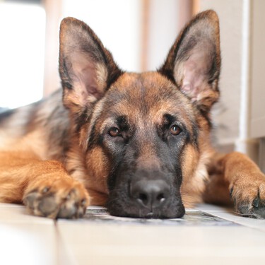 Todo lo que debes saber sobre la displasia de cadera, una patología común en labradores, perros pastores y mastines 