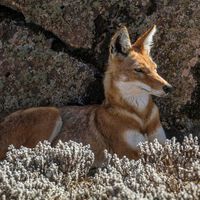 Es un depredador, pero también ayuda a que las flores se reproduzcan: así lo hace el lobo etíope 