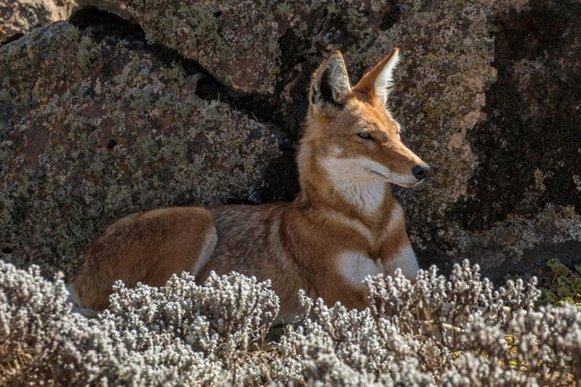 Ethiopian Wolfpg